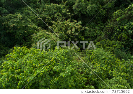 Beautiful landscape in summer tropical forest Beautiful landscape in summer tropical forest 78715662