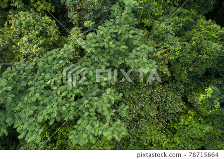Beautiful  landscape in summer tropical forest 78715664