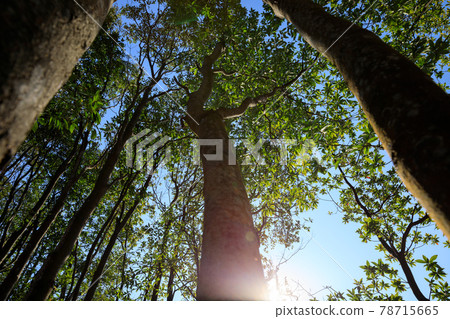 Beautiful spring forest mountain top 78715665