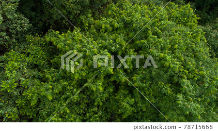 Beautiful landscape in summer tropical forest Beautiful landscape in summer tropical forest 78715668
