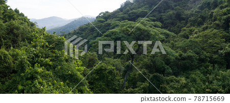 Beautiful landscape in summer tropical forest Beautiful landscape in summer tropical forest 78715669