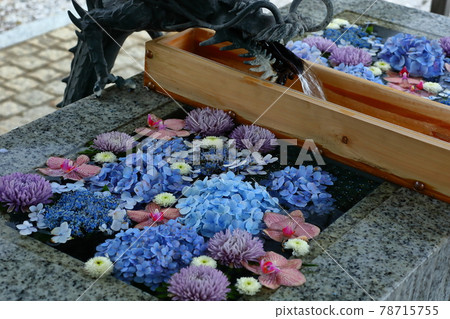 埼玉縣川越市川越八幡宮繡球花手水 照片素材 圖片 圖庫