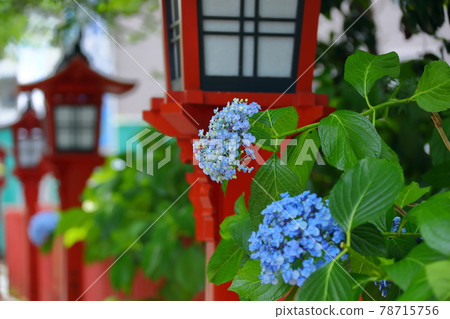 前往埼玉縣川越市川越八幡宮的繡球花 78715756