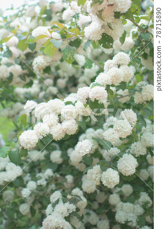 白手鞠 78715890