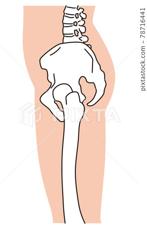 從側面看骨盆腿骨架 78716441