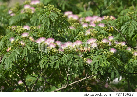 有許多粉紅色花朵的合歡 78716628