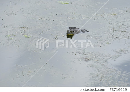 一隻大牛蛙漂浮在池塘里 78716629