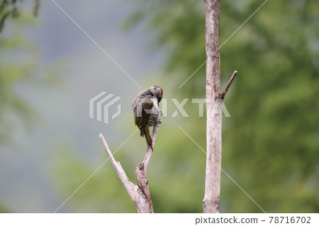 Male green woodpecker perching on a dead tree 78716702