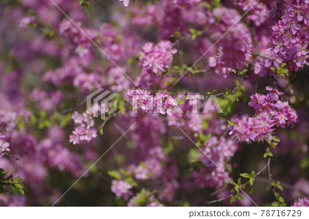 公園裡的梅花盛開。梅花的名字叫二花梅。 公園裡的梅花盛開。梅花的名字叫二花梅。 78716729