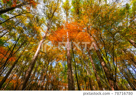 八千穗高原森林(秋季):八千穗高原自然公園 八千穗高原森林(秋季):八千穗高原自然公園 78716780