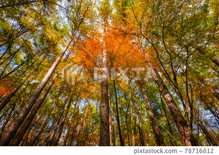 八千穗高原森林(秋季):八千穗高原自然公園 八千穗高原森林(秋季):八千穗高原自然公園 78716812