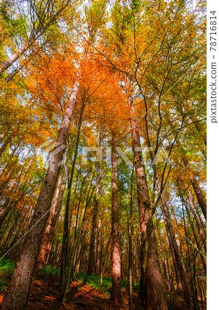 Yachiho Kogen Forest (Autumn): Yachiho Kogen Nature Park Yachiho Kogen Forest (Autumn): Yachiho Kogen Nature Park 78716814