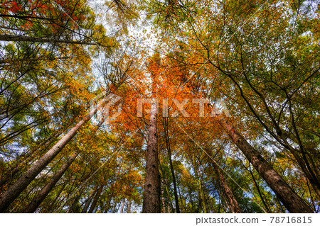八千穗高原森林(秋季):八千穗高原自然公園 八千穗高原森林(秋季):八千穗高原自然公園 78716815