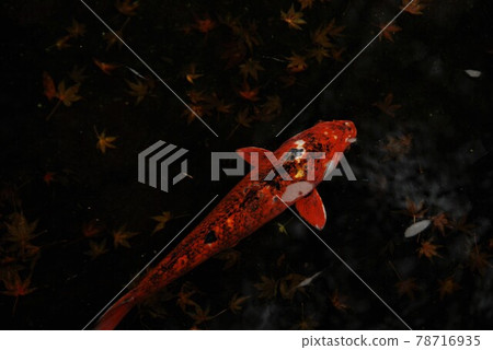 Nishikigoi of a pond 78716935