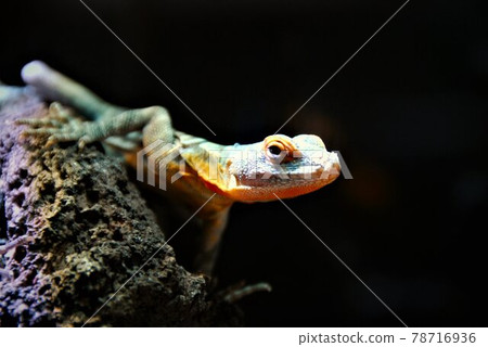 Colorful lizard 78716936