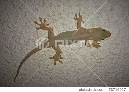 Schlegel's sticking to the wall 78716937