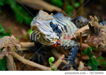 Colorful lizard Colorful lizard 78716940