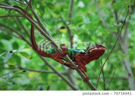 Colorful chameleon Colorful chameleon 78716941