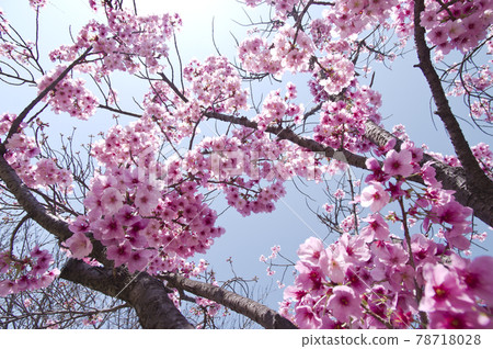 Under the blue sky, the cherry blossoms in the park are in full bloom and very beautiful. The name of the cherry blossom is Yoko (Sunlight). 78718028