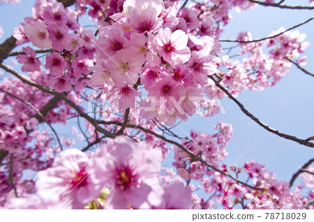 Under the blue sky, the cherry blossoms in the park are in full bloom and very beautiful. The name of the cherry blossom is Yoko (Sunlight). 78718029