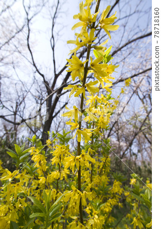 連翹的黃色花朵盛開。學名是Forsythia viridissima。 78718160