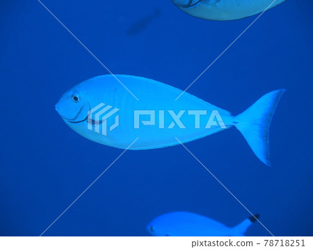 馬爾代夫獨角獸魚 馬爾代夫獨角獸魚 78718251