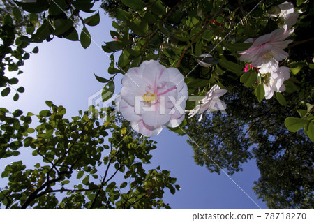 白色的山茶花盛開。學名是山茶花。 78718270