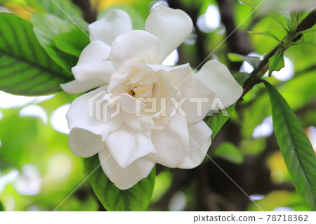 雨天明亮的雙梔子花 78718362