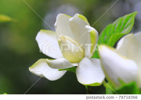 雨天明亮的雙梔子花 78718366