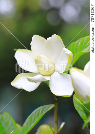 雨天明亮的雙梔子花 78718367
