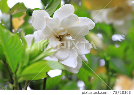雨天明亮的雙梔子花 78718368
