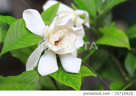Bright double gardenia flowers on a rainy day Bright double gardenia flowers on a rainy day 78718429