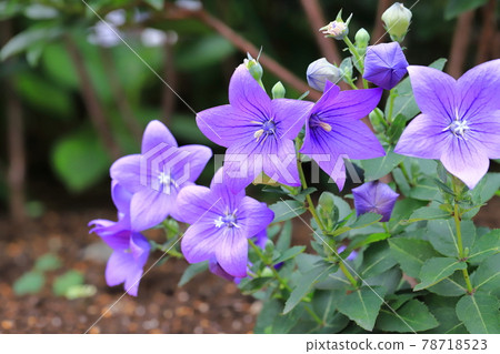 Purple bellflower 78718523