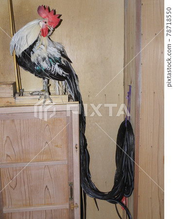 Onagadori, a special natural monument 78718550