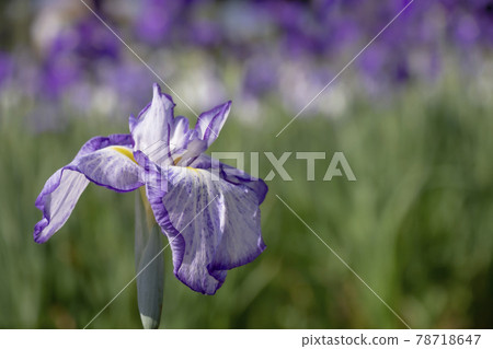 Ayame Itako Ayame Garden 78718647