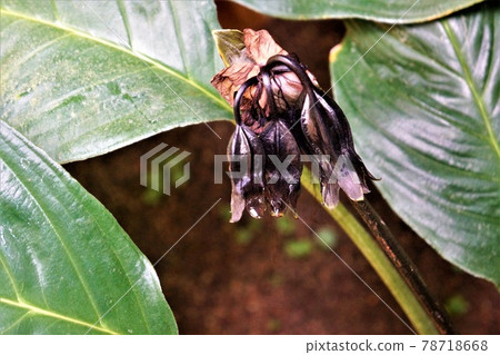 Tacca chantrifolia-reminiscent of black cats and bats (2) 78718668