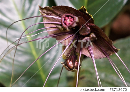 Tacca chantrifolia-reminiscent of black cats and bats (1) 78718670