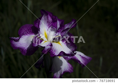 Ayame Itako Ayame Garden 78718691