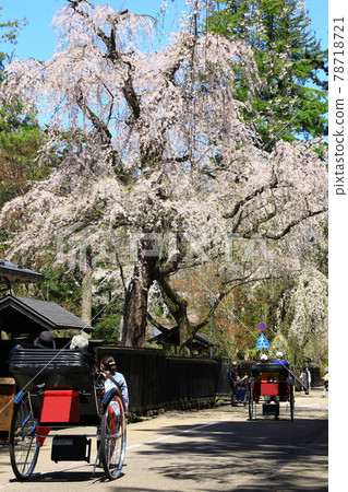 Kakukan samurai residence, cherry blossoms in full bloom and rickshaw 78718721