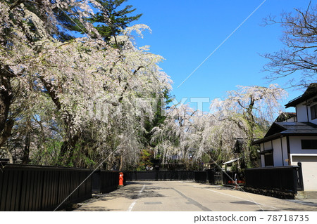 Kakukan samurai residence cherry blossoms in full bloom 78718735