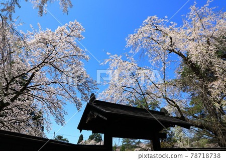 Kakukan samurai residence cherry blossoms in full bloom 78718738