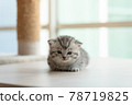 Cute kitten in home 78719825