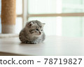 Cute kitten in home 78719827