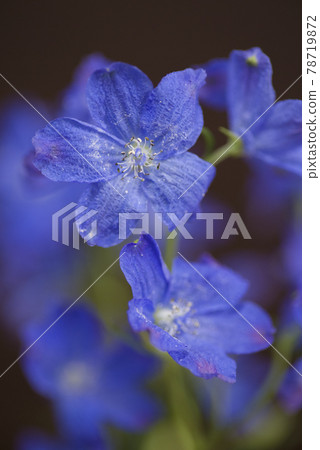 翠雀（學名：Delphinium）的藍色花朵盛開。 78719872
