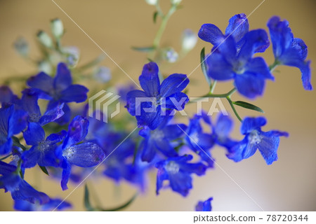 翠雀(學名:Delphinium)的藍色花朵盛開。 翠雀(學名:Delphinium)的藍色花朵盛開。 78720344
