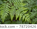 Beautiful green leaves 78720426
