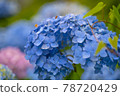 Hydrangea wet in the rain 78720429