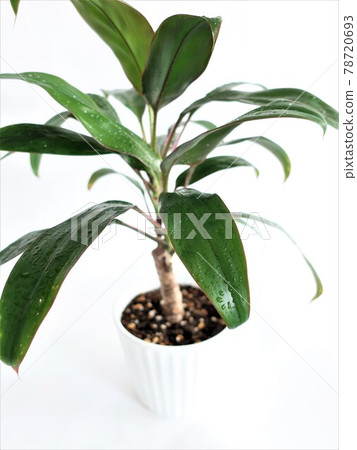 Dracaena foliage plant Dracaena foliage plant 78720693