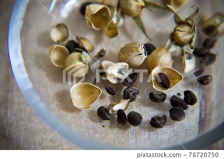 Asama growing seeds Asama growing seeds 78720750