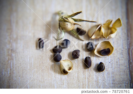 Asama growing seeds Asama growing seeds 78720761
